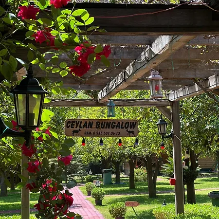 Ceylan *